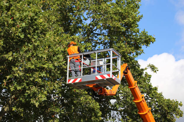 Best Fruit Tree Pruning  in Orland Hls, IL